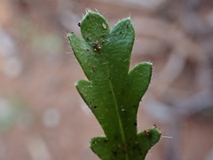 Goodenia pusilliflora