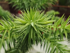 Araucaria angustifolia