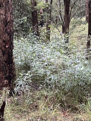 Hibiscus heterophyllus
