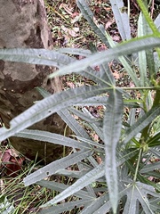 Hibiscus heterophyllus