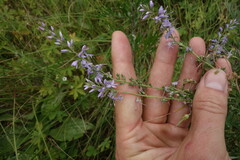 Veronica linariifolia