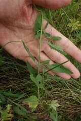 Veronica linariifolia