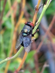 Chrysomya megacephala
