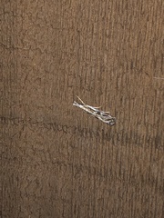 Catoptria oregonicus