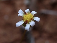 Brachyscome lineariloba