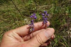 Polygala hybrida