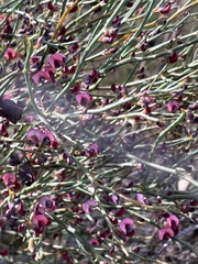 Daviesia brevifolia