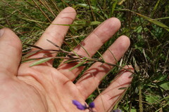 Polygala hybrida