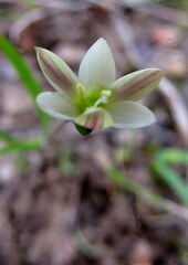 Hesperantha falcata