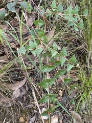 Platylobium obtusangulum