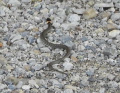 Natrix helvetica sicula