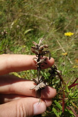 Dracocephalum ruyschiana