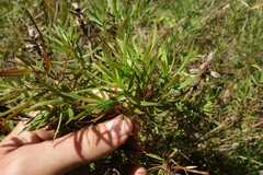 Dracocephalum ruyschiana