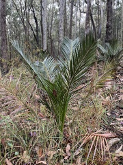 Macrozamia reducta