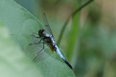 Brachydiplax chalybea