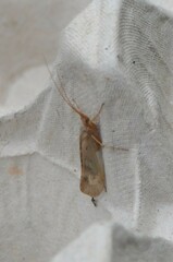 Limnephilus flavicornis