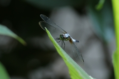Brachydiplax chalybea