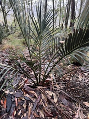 Macrozamia reducta