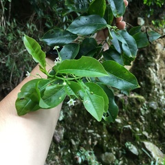 Ilex pedunculosa