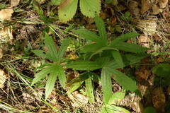 Anemonastrum dichotomum