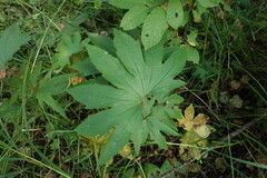 Filipendula palmata