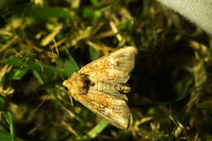 Amphipoea