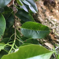 Ilex pedunculosa