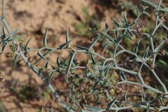 Asparagaceae