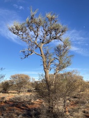 Hakea lorea
