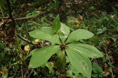 Paris verticillata