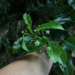 Ilex pedunculosa