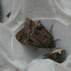 Amphipyra pyramidea