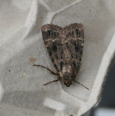 Amphipyra pyramidea