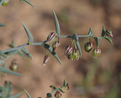 Asparagaceae