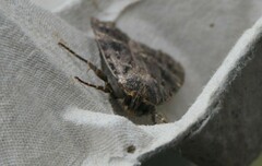 Amphipyra pyramidea
