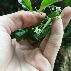 Ilex pedunculosa