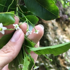 Ilex pedunculosa