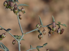 Asparagaceae