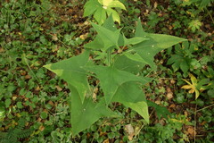 Parasenecio hastatus