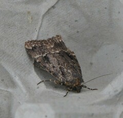 Amphipyra pyramidea