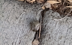 Hemiptera