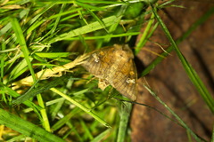 Amphipoea