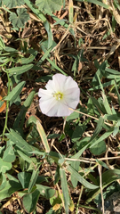 Convolvulus arvensis