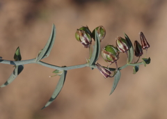 Asparagaceae