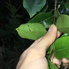 Ilex pedunculosa