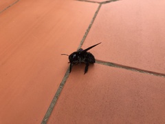 Xylocopa valga