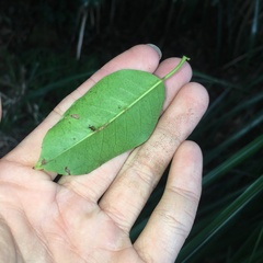 Ilex pedunculosa
