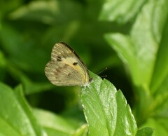 Colotis amata