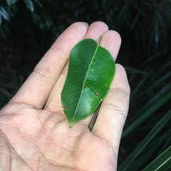 Ilex pedunculosa