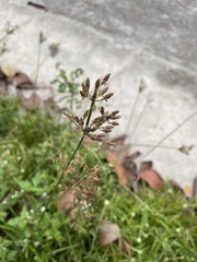 Fimbristylis dichotoma
